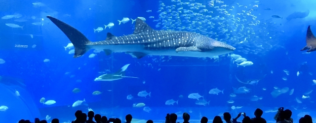 沖縄でタクシー・バス・ホテル送迎なら「沖縄 e-ハイヤー」へ｜美ら海水族館